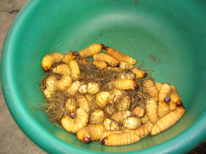 Detta försökte en kvinna sälja på oss... Men vi avböjde snällt och berättatde att vi ljust ätit...