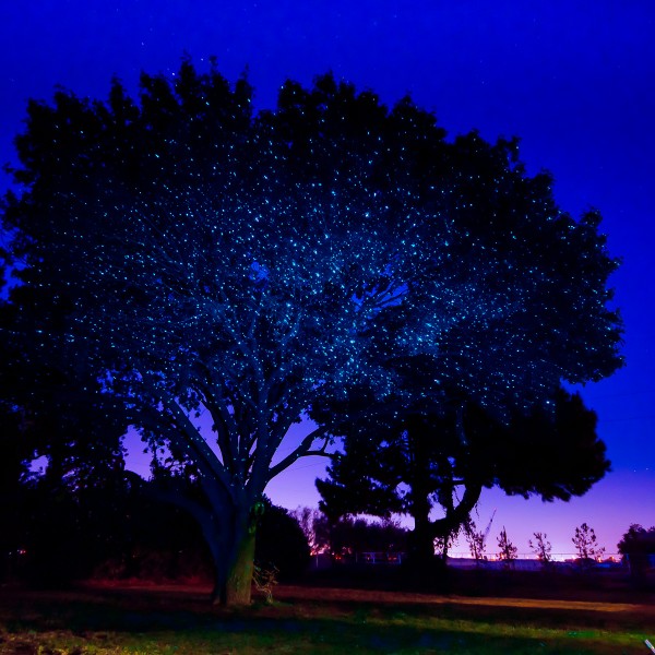 Top-Laser-Lights-For-Trees-F84-On-Fabulous-Selection-with-Laser-Lights-For-Trees.jpg